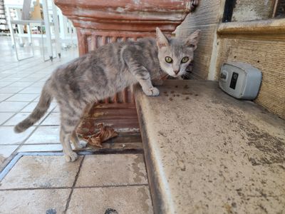 Photo of Kalli