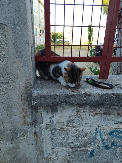 Cat: 20260822_153325_332a3976.jpg