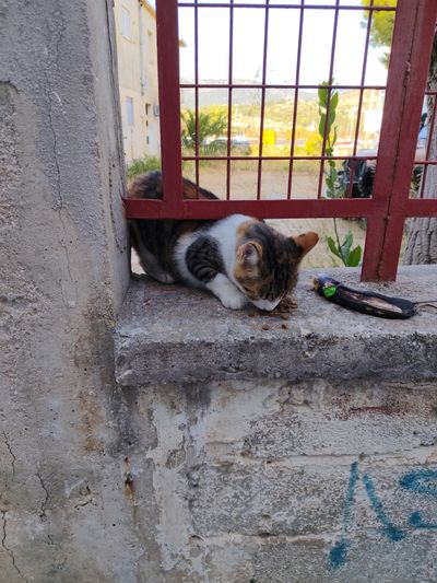 Cat: 20260822_153325_4eb2818d.jpg