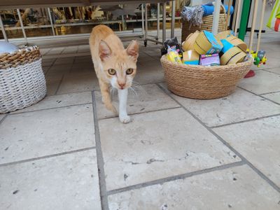 Cat: 20260822_153848_5d9e09b8.jpg