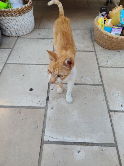 Cat: 20260822_153848_e33604d1.jpg